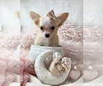 Small #3 Chihuahua