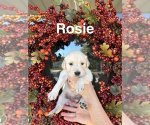 Medium Golden Retriever