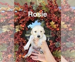 Puppy Rosie Golden Retriever