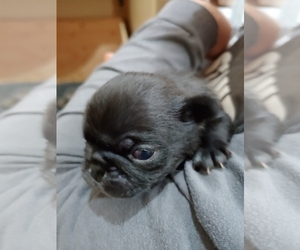Pug Puppy for sale in GLENCOE, KY, USA