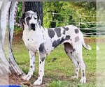Small Photo #1 Great Dane Puppy For Sale in Vail, AZ, USA