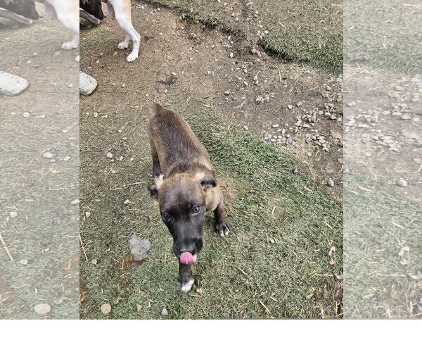 Medium Photo #3 Mutt Puppy For Sale in Tracy City, TN, USA