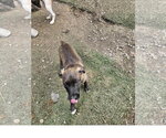 Small #2 Mutt
