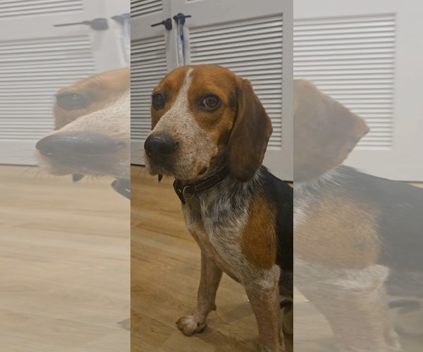 Medium Photo #4 Beagle-Unknown Mix Puppy For Sale in Westwood, NJ, USA