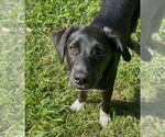 Small #3 Labrador Retriever Mix