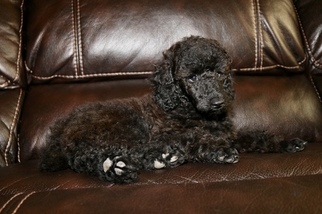 Poodle (Miniature) Puppy for sale in GLENDALE, AZ, USA