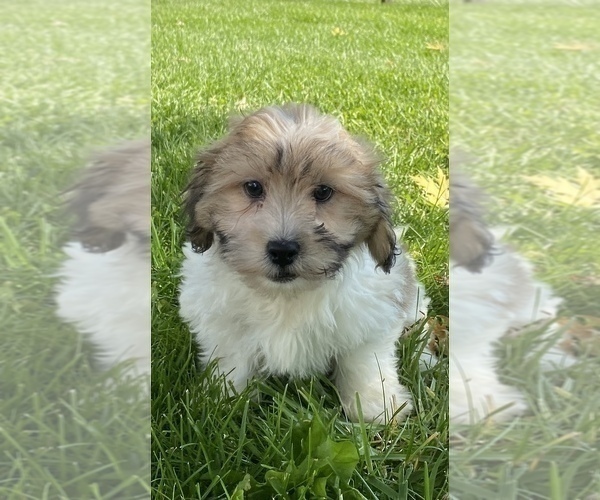 Medium Photo #2 ShihPoo Puppy For Sale in CANOGA, NY, USA