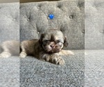 Puppy Puppy 3 Shih Tzu