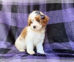 Small #2 Cavapoo (Miniature)