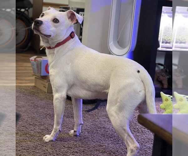 Medium Photo #3 Mutt Puppy For Sale in Brooklyn Center, MN, USA