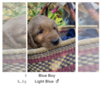 Puppy Blue Boy Golden Irish