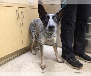 Mutt Dogs for adoption in Riverside, CA, USA