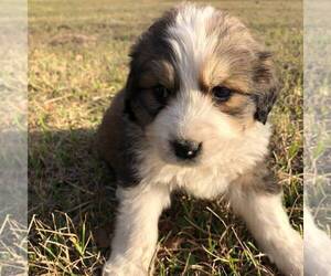 Great Bernese Puppy for sale in BLACKVILLE, SC, USA