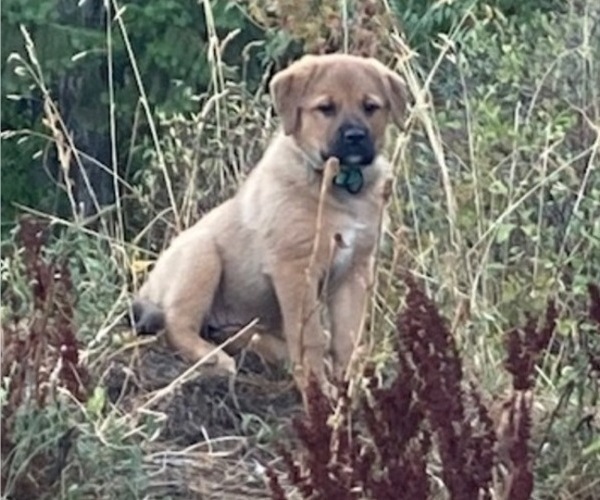 Medium Photo #4 Great Pyrenees-Rottweiler Mix Puppy For Sale in DEARY, ID, USA
