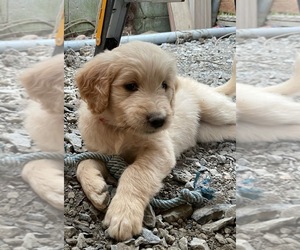 Goldendoodle Puppy for sale in OROVILLE, CA, USA