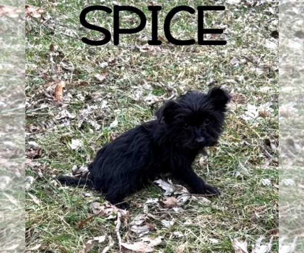 Medium Photo #2 YorkiePoo Puppy For Sale in HARTLAND, MN, USA