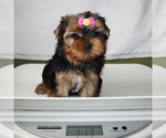 Small #4 Yorkshire Terrier