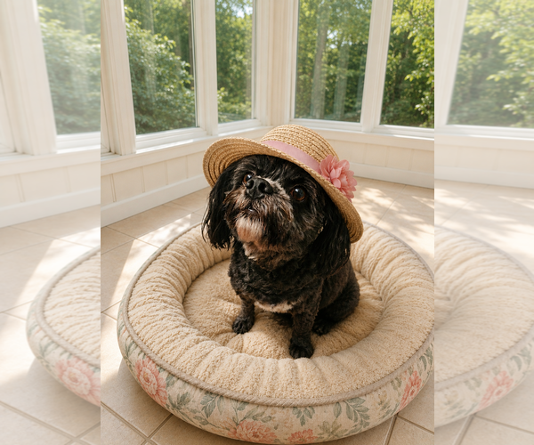 Medium Photo #10 Shih-Poo Puppy For Sale in McKinney, TX, USA