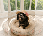 Small #9 Shih-Poo