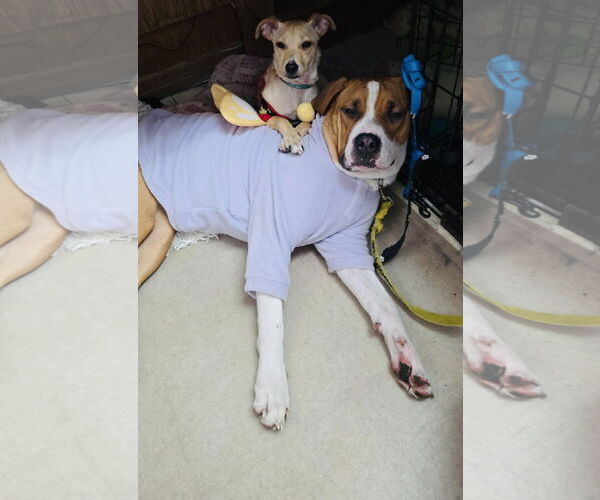 Medium Photo #11 Jack Chi Puppy For Sale in Princeton, MN, USA