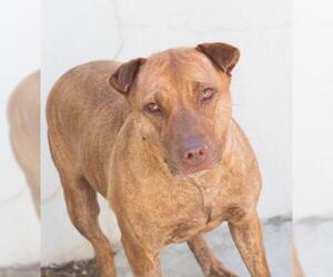 American Pit Bull Terrier Dogs for adoption in Tracy, CA, USA