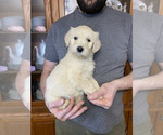 Small #7 Goldendoodle