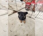 Small Photo #8 German Shepherd Dog Puppy For Sale in BENTON, LA, USA