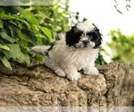 Puppy Daisy Shih Tzu