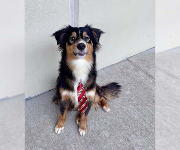 Medium Photo #1 Border Collie-Unknown Mix Puppy For Sale in McKinney, TX, USA