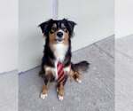 Small Border Collie Mix