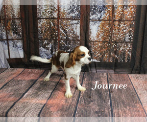 Cavalier King Charles Spaniel Puppy for sale in CHANUTE, KS, USA