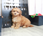 Small Photo #2 Shih-Poo Puppy For Sale in MARIETTA, GA, USA