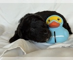 Puppy Milo Maltipoo-Shih-Poo Mix