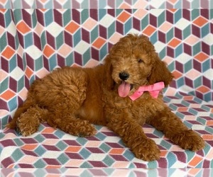 Goldendoodle Puppy for sale in LANCASTER, PA, USA