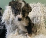 Small Photo #1 Australian Shepherd Puppy For Sale in BEECH GROVE, IN, USA