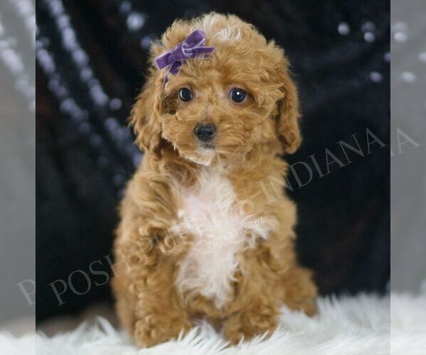 Medium Photo #5 Poodle (Miniature) Puppy For Sale in WARSAW, IN, USA