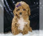Small #4 Poodle (Miniature)