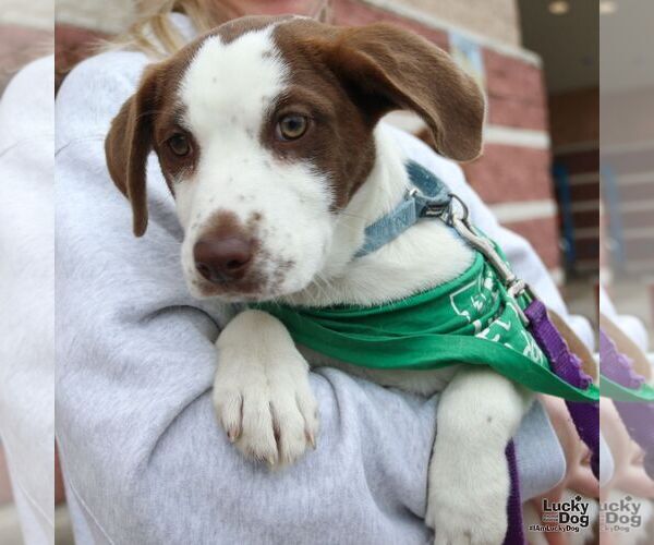 Medium Photo #6 Mutt Puppy For Sale in Washington, DC, USA