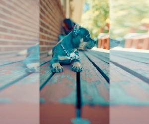 American Bully Puppy for sale in GREELEY, CO, USA
