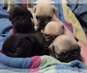 Pug Litter for sale in HILLSDALE, MI, USA