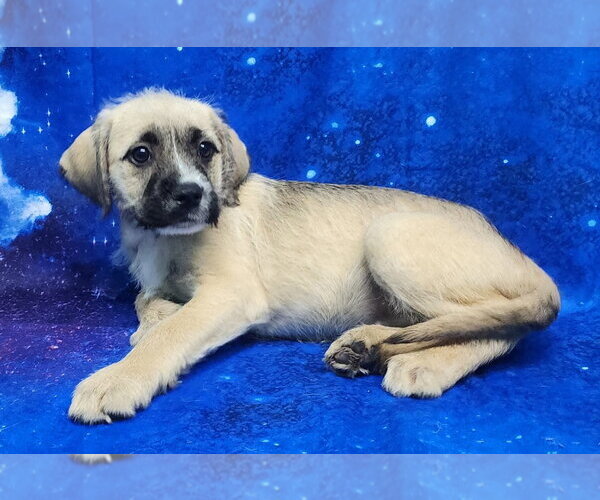 Medium Photo #3 Labrador Retriever-Unknown Mix Puppy For Sale in Wetumpka, AL, USA