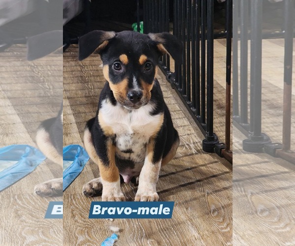 Medium Photo #4 Labrador Retriever-Unknown Mix Puppy For Sale in Marine City, MI, USA