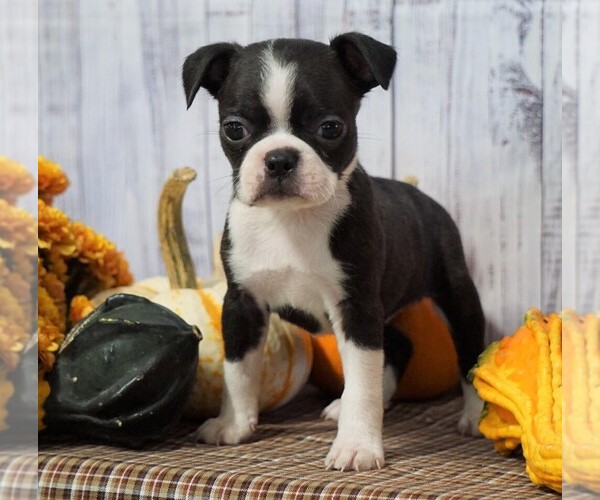 Medium Photo #1 Boston Terrier Puppy For Sale in FREDERICKSBG, OH, USA