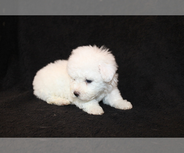 Medium Photo #11 Bichon Frise Puppy For Sale in BLOOMINGTON, IN, USA