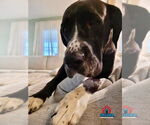 Small #26 Boxer-Great Dane Mix