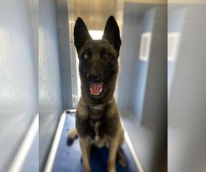 Mutt Dogs for adoption in Downey, CA, USA
