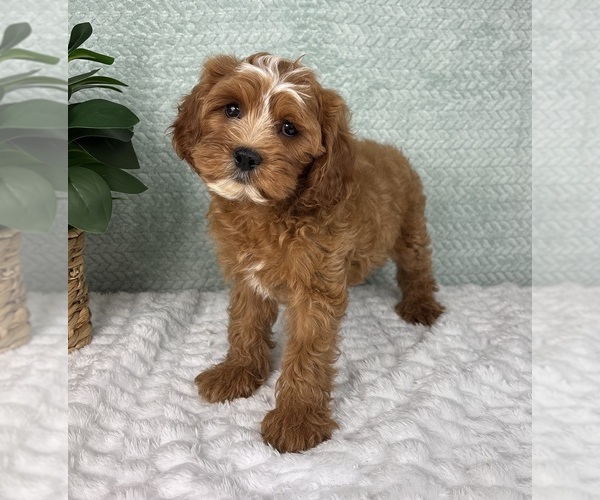 Medium Photo #6 Cavapoo Puppy For Sale in FRANKLIN, IN, USA