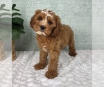 Small #5 Cavapoo