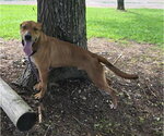 Small Photo #3 Labrador Retriever-Rhodesian Ridgeback Mix Puppy For Sale in Attalka, AL, USA