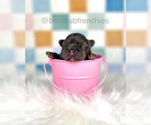 French Bulldog Puppy for sale in FRANKLIN, IN, USA